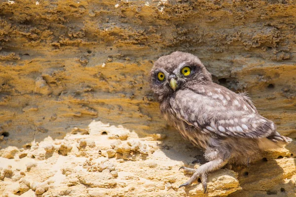 Liten Uggla Eller Athene Noctua Uppe Marken Nära Boet — Stockfoto