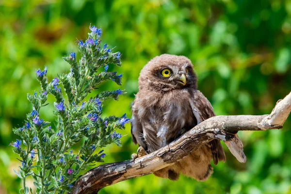 Kleine Uil Athene Noctua Houten Tak Met Bloemen Groene Achtergrond — Stockfoto