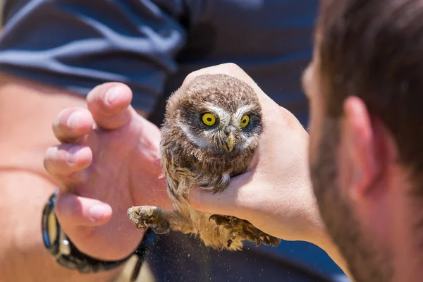 Kukumav veya elini Athene noctua.