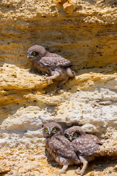Yuvaya yakın üç küçük baykuş yavrusu.