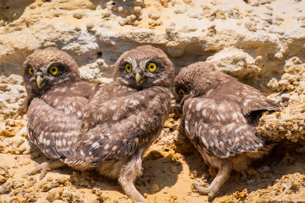 三只小猫头鹰幼鸟靠近地面筑巢 — 图库照片
