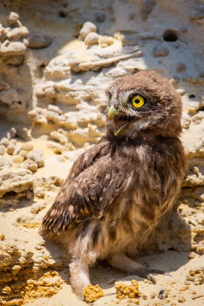 Μικρή Κουκουβάγια Athene Noctua Σκαρφαλωμένη Στο Έδαφος Κοντά Στη Φωλιά — Φωτογραφία Αρχείου