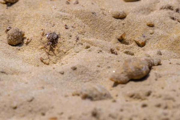 Karınca aslanı ya da Myrmeleontidae larva kum zemin.