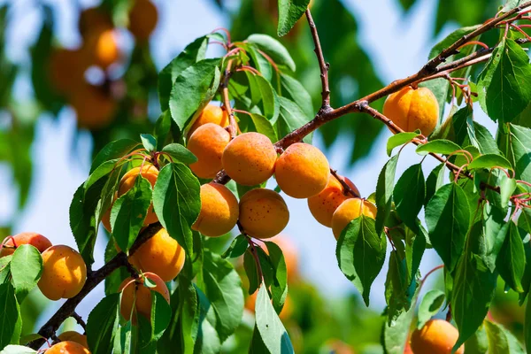 Reife Aprikosen Auf Einem Ast Garten — Stockfoto