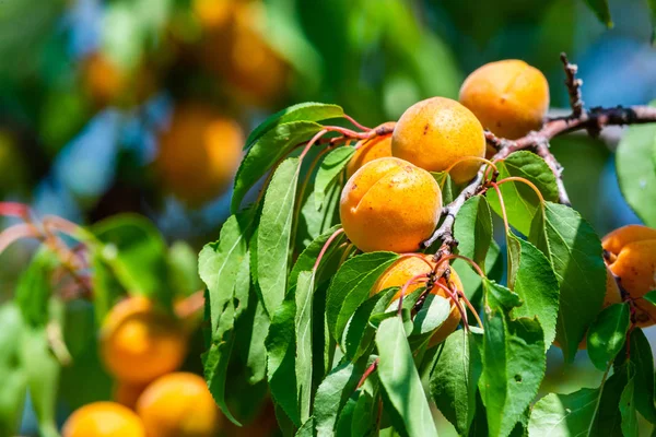 Bahçede bir ağaç dalı üzerinde olgun kayısı