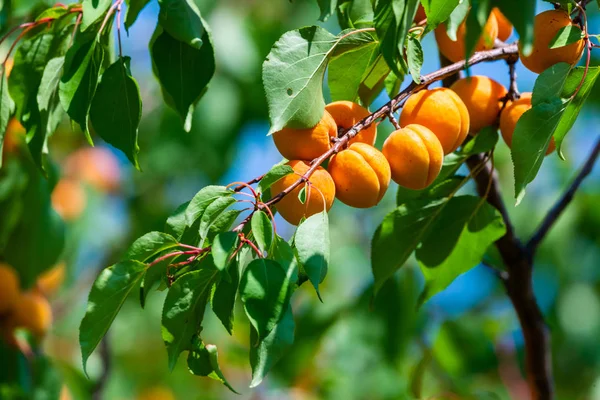 Rijpe Abrikozen Een Boomtak Tuin — Stockfoto