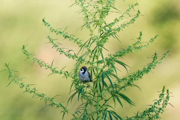 Uccello Passero Siede Cespuglio Cannabis — Foto Stock