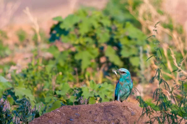 Zeminde bir av ile Avrupa rulo veya coracias garrulus.