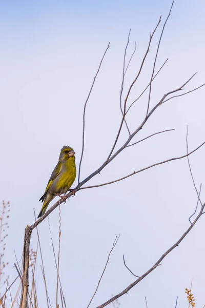 Pinzón Verde Europeo Carduelis Chloris Bird Wild Nature —  Fotos de Stock