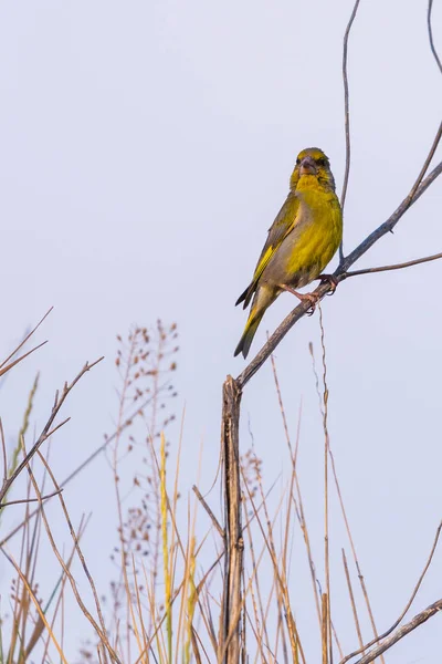 Grünfink Carduelis Chloris Vogel Freier Natur — Stockfoto