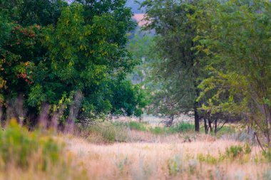 Güzel genç ağaçlar yazın güneşli havalarda yeşil yaprakları ile.