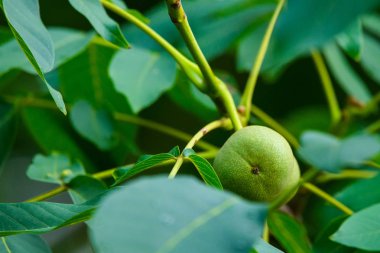 Ceviz ağacı üzerinde. Closeup görünümü ceviz.