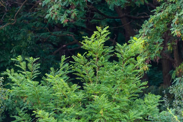 Mooie Jonge Bomen Met Groene Blaadjes Zomer Bij Mooi Weer — Stockfoto