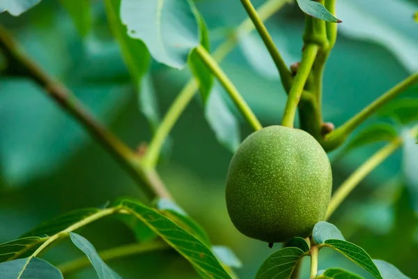 Walnuts on a tree. Closeup view of walnut.