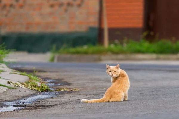 Gingembre Chat Rouge Moelleux Dans Rue — Photo