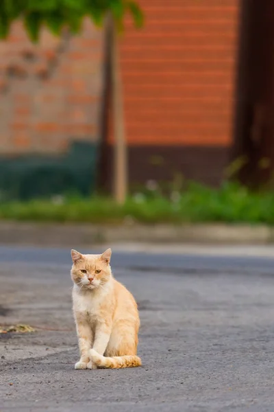 Sokakta Zencefil Veya Kırmızı Kabarık Kedi — Stok fotoğraf