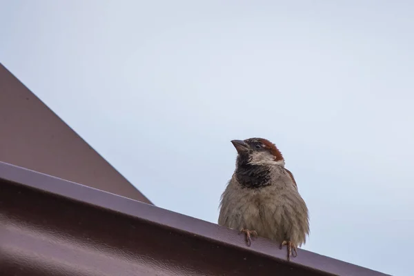 城市鸟麻雀在屋顶 活跃和快速 — 图库照片