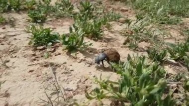 Tek Scarabaeus sacer yerde kutsal bokböceği