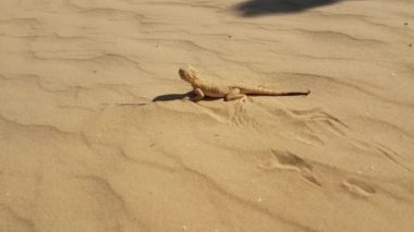 Benekli kurbağa başlı Agama kum üzerinde