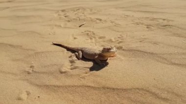 Benekli kurbağa başlı Agama kum üzerinde