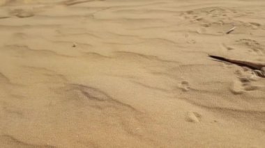 Benekli kurbağa başlı Agama kum üzerinde
