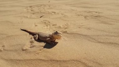 Benekli kurbağa başlı Agama kum üzerinde
