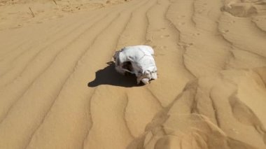 Çölde kum üzerinde hayvan kafatası