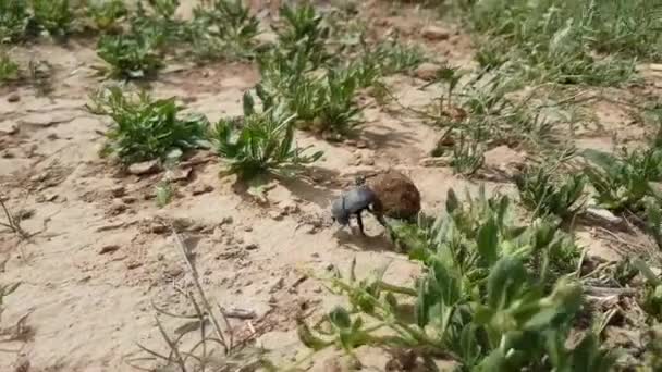 Único Scarabaeus sacer de Scarab Sagrado no chão — Vídeo de Stock