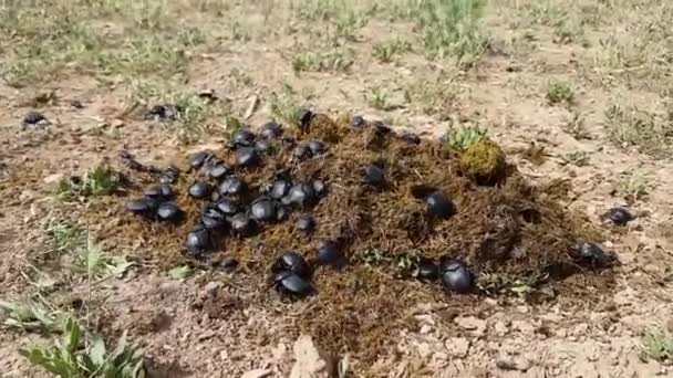 Groep Scarabaeus sacer of Sacred Scarab in dung — Stockvideo