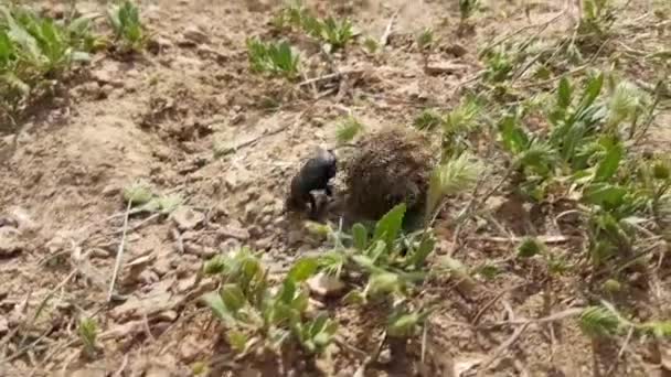 Single Scarabaeus sacer of Sacred Scarab on ground — Stock Video