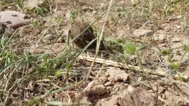 Enkele scarabee sacer van Heilige Scarab op grond — Stockvideo