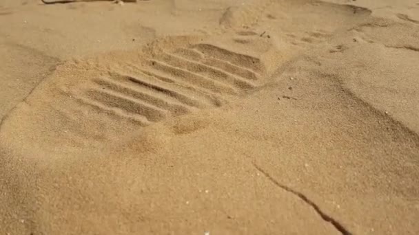 砂の上の斑点を付けられたヒキガエル向かったアガマトカゲ — ストック動画