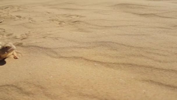 Strakaté ropucha vedl Agama na písku — Stock video