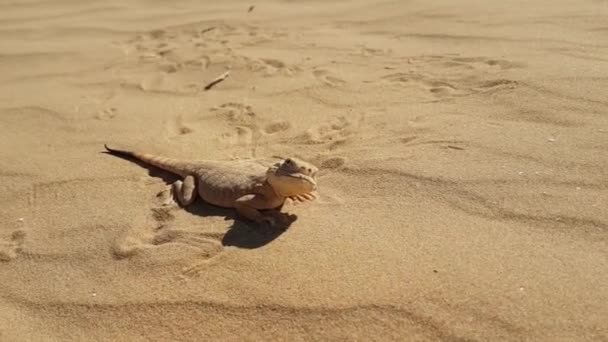 Spotted toad-headed Agama on sand — Stock Video