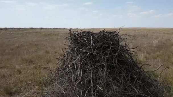 Nido de águila estepa en tierra — Vídeo de stock