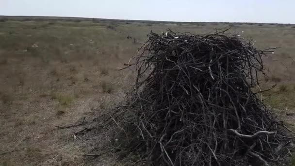 Nido de águila estepa en tierra — Vídeo de stock