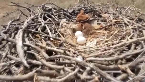 Steppe eagle nest on ground — Stock Video
