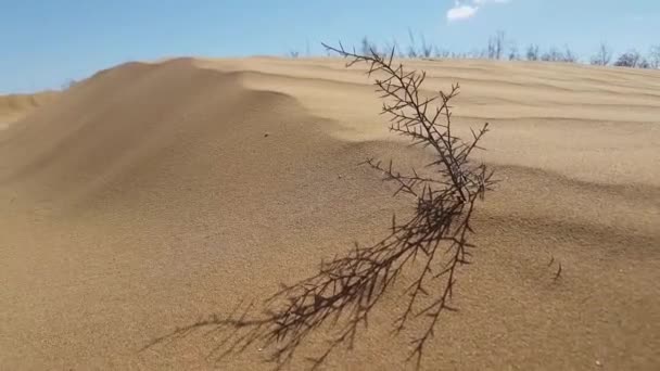 Vista sulla superficie delle dune di sabbia — Video Stock