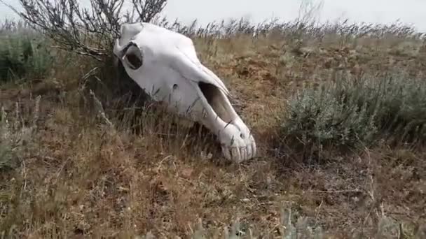 Skull of a dead horse in steppe — Stock Video