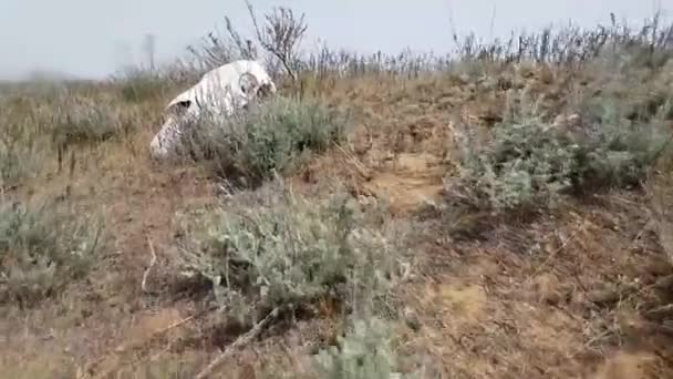 Schedel van een dood paard in de steppe — Stockvideo
