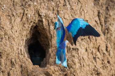 Yuva deliğinin yakınında uçmakta olan Avrupalı patenci veya Coracias Garrulus.