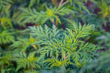 Amerikan ortak ragweed veya anti neden Ambrosia artemisiifolia.