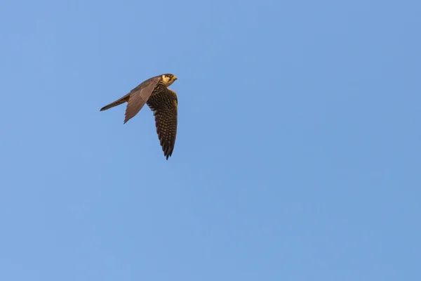 Aves Depredadoras Eurasiáticas Hobby Falco Subbuteo Vuela Cielo Azul — Foto de Stock