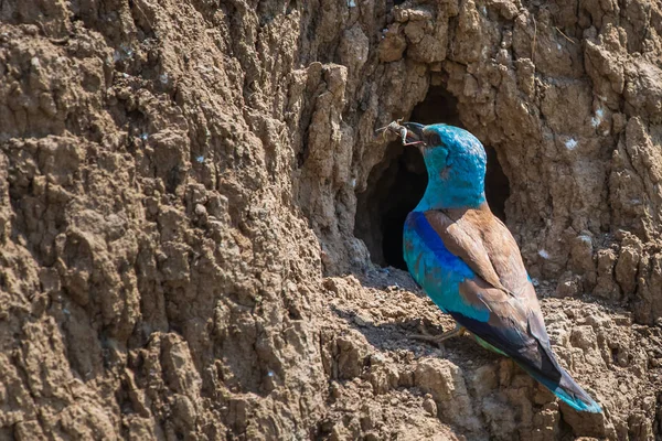 Europeiska Rulle Eller Coracias Garrulus Boet Hål — Stockfoto