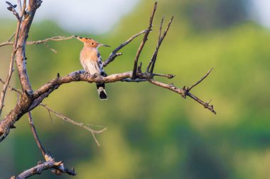 Avrasyalı Hoopoe ya da Upupa epops. Kuş dallarda oturuyor..