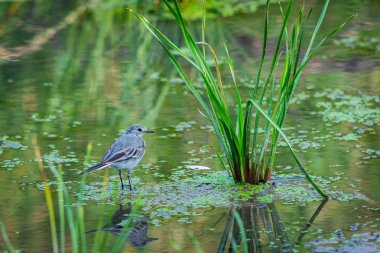 Beyaz Wagtail veya Motacilla alba. Wagtails ötücü kuşların bir cinsidir. Wagtail en yararlı kuşlardan biridir. Sivrisinekleri ve sinekleri öldürür, bu da havada ustalıkla kovalar..
