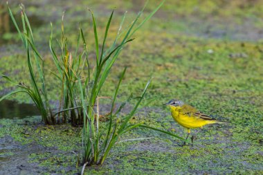 Sarı kuyruklu veya Motacilla flava feldegg vahşi doğada