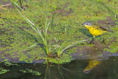 Sarı kuyruklu veya Motacilla flava feldegg vahşi doğada