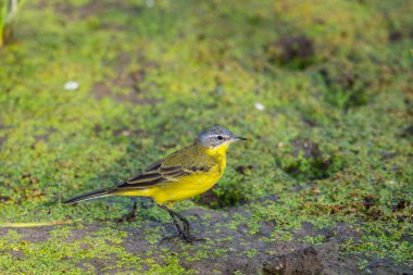 Sarı kuyruklu veya Motacilla flava feldegg vahşi doğada