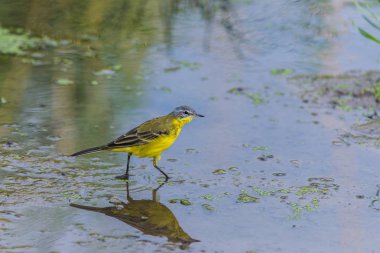 Sarı kuyruklu veya Motacilla flava feldegg vahşi doğada